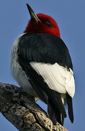Pic � t�te rouge