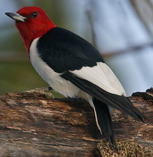 Pic � t�te rouge