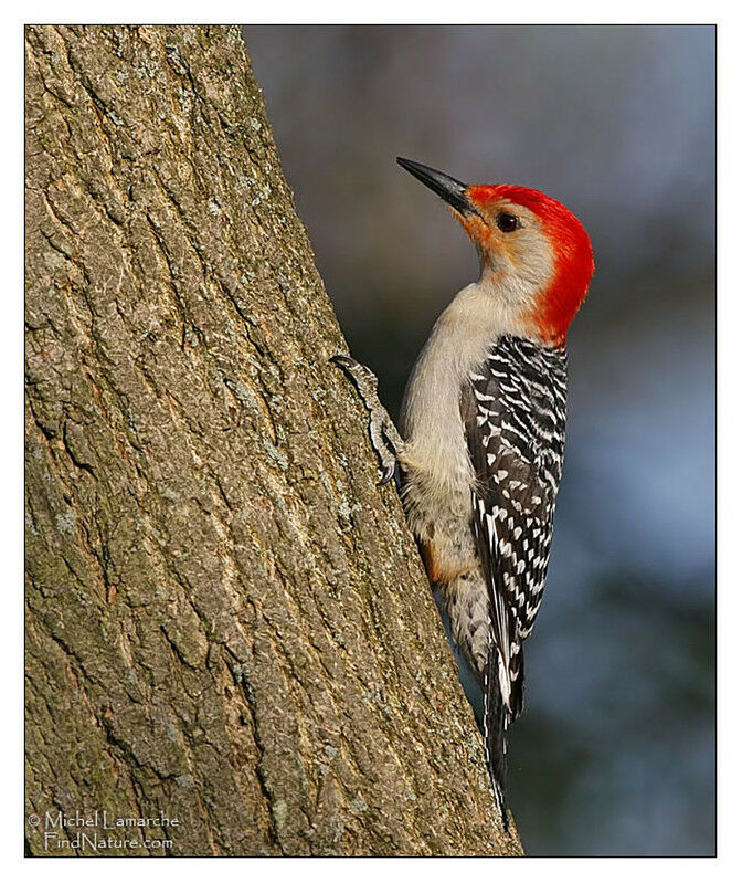Red-bellied Woodpecker male adult
