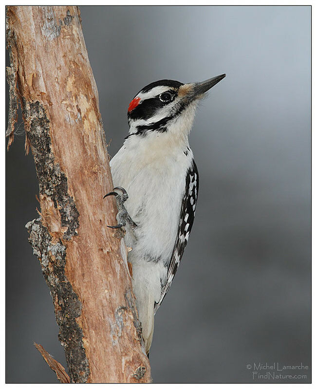 Hairy Woodpecker male adult
