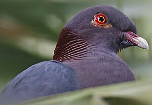 Pigeon � bec rouge