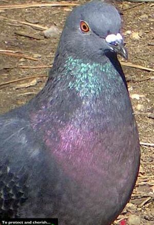 Pigeon biset