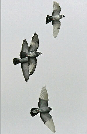Pigeon biset