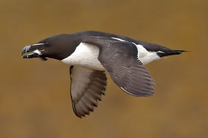 Razorbill