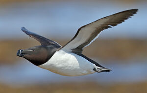 Razorbill