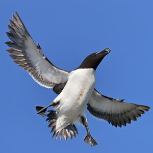 Razorbill