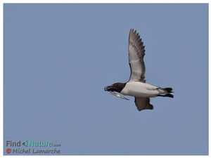 Razorbill