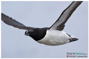 Razorbill