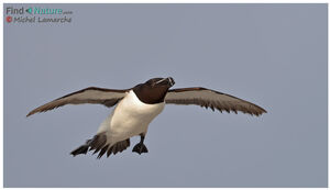 Razorbill