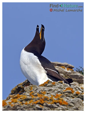 Razorbill