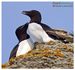 Razorbill