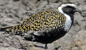American Golden Plover 
&copy; Michel Lamarche