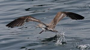 Puffin cendré