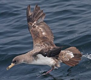 Puffin cendré
