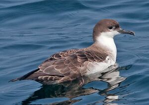 Great Shearwater 
&copy; Michel Lamarche