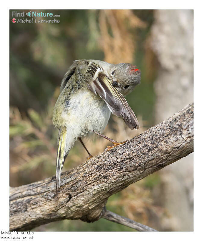 Ruby-crowned Kinglet male adult, care