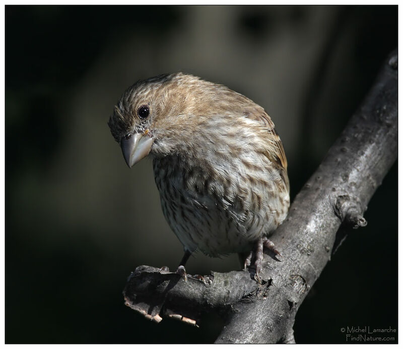 House Finch female adult