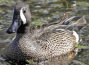 Blue-winged Teal