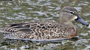 Blue-winged Teal