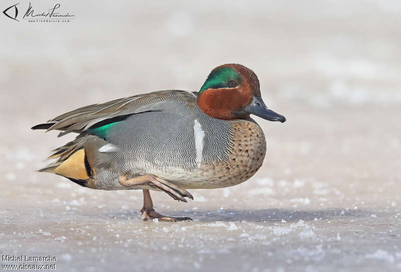 Green-winged Teal male adult breeding, identification