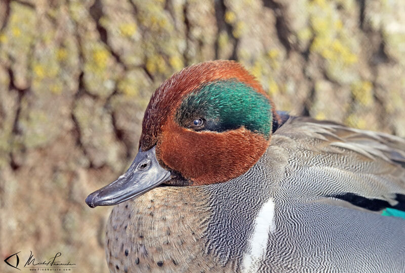 Green-winged Teal male adult