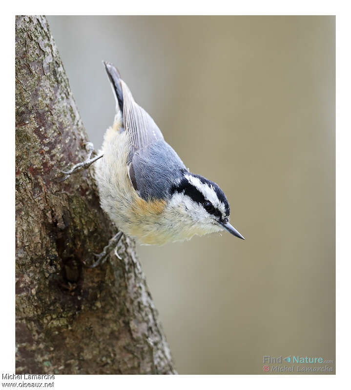 Red-breasted Nuthatchjuvenile, identification