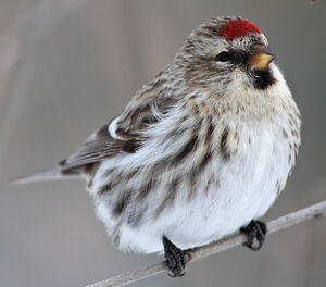 Common Redpoll 
&copy; Michel Lamarche