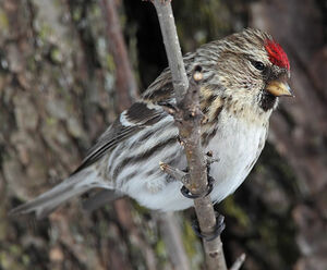 Common Redpoll 
&copy; Michel Lamarche