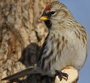 Common Redpoll 
&copy; Michel Lamarche