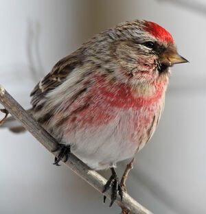 Common Redpoll 
&copy; Michel Lamarche