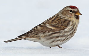 Common Redpoll 
&copy; Michel Lamarche