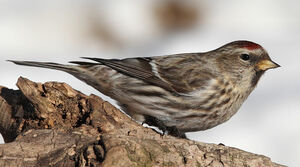 Common Redpoll 
&copy; Michel Lamarche
