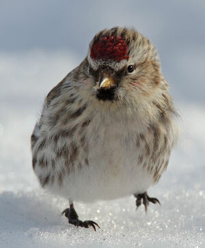 Common Redpoll 
&copy; Michel Lamarche