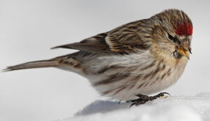 Common Redpoll 
&copy; Michel Lamarche