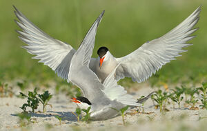 Common Tern 
&copy; Michel Lamarche