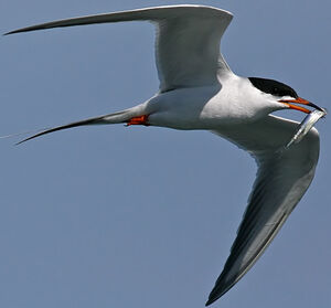 Common Tern 
&copy; Michel Lamarche