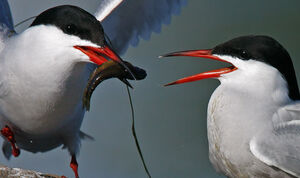 Common Tern 
&copy; Michel Lamarche