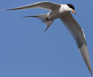 Common Tern 
&copy; Michel Lamarche