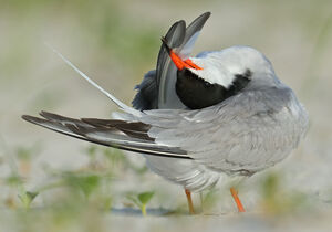 Common Tern 
&copy; Michel Lamarche