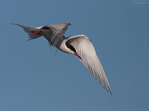 Common Tern 
&copy; Michel Lamarche