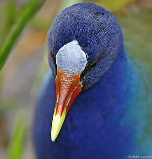 Purple Gallinule