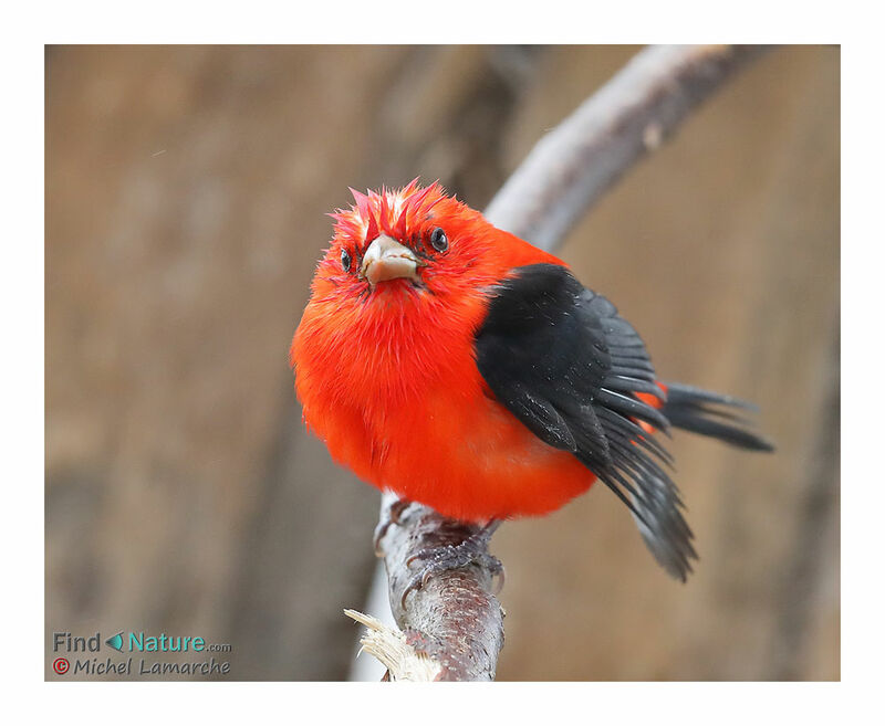Scarlet Tanager male adult breeding