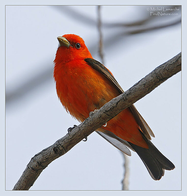 Scarlet Tanager male adult