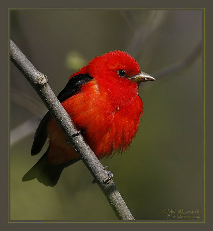 Scarlet Tanager male adult