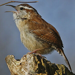 Carolina Wren