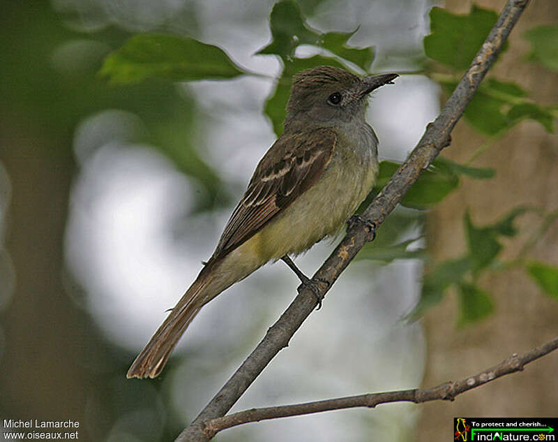 Great Crested Flycatcher, identification