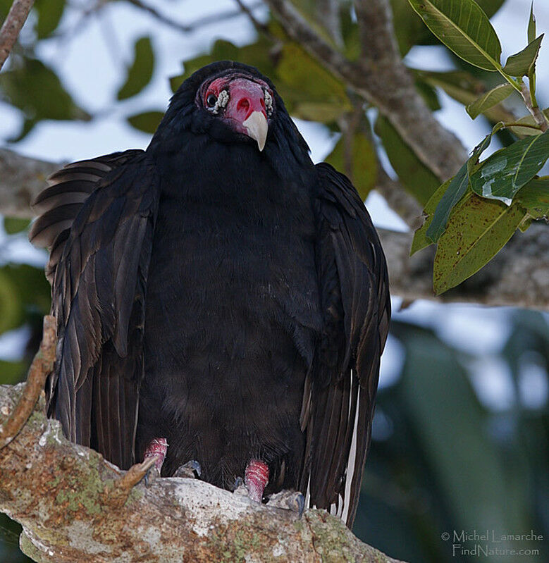 Turkey Vulture, identification
