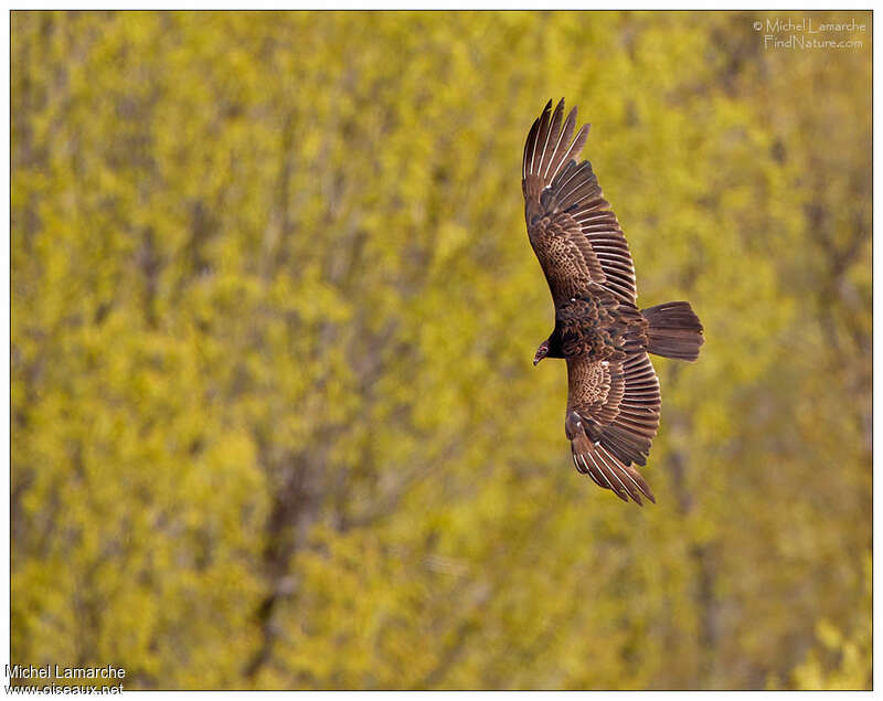 Turkey Vultureimmature, Flight