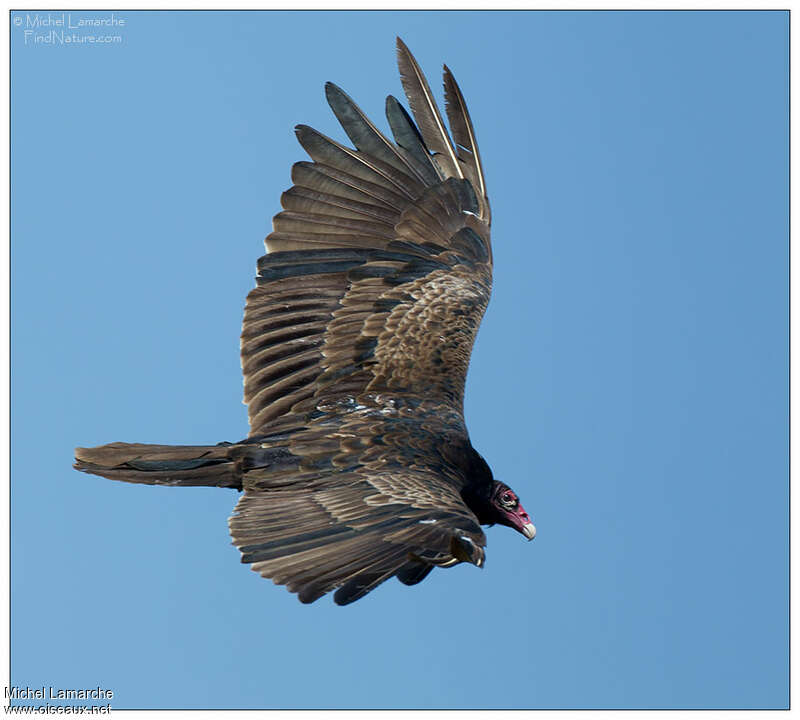 Turkey Vulturesubadult, Flight