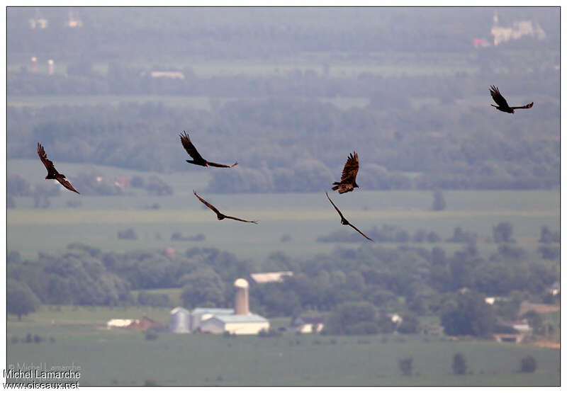 Turkey Vulture, Flight, Behaviour